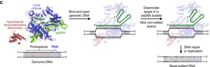 Nature Biotechnology综述，叩响CRISPR之门 -- 基因编辑进化史