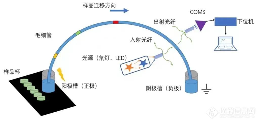 生命科学 | 毛细管电泳原理及其在临床诊断中的应用