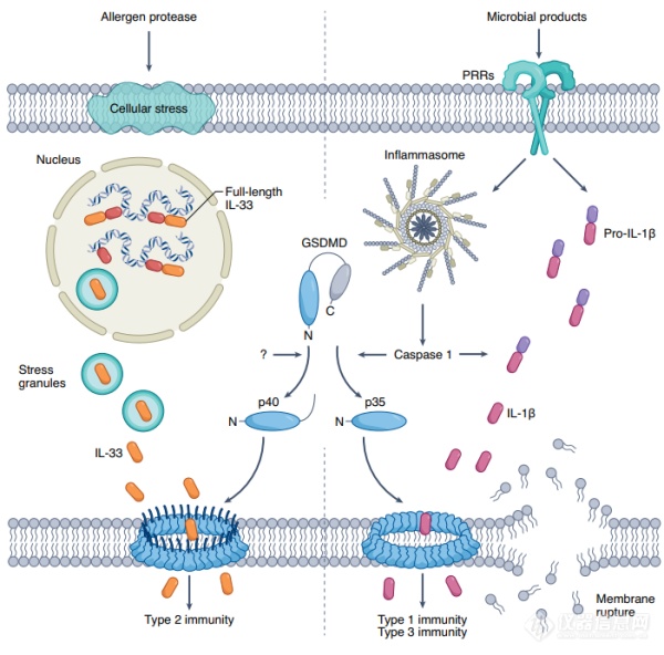 Nature Immunology：分子细胞卓越中心等揭示过敏原调控肺上皮细胞IL-33释放的新机制