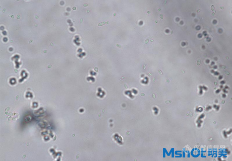 国产生物显微镜搭配显微镜相机观察到乳酸菌