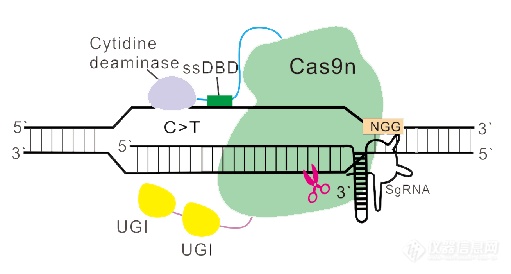 Nature Biotechnology综述，叩响CRISPR之门 -- 基因编辑进化史