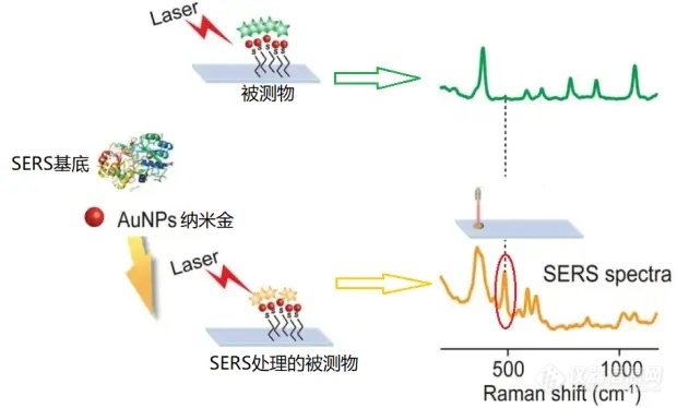 【赛纳斯】拉曼光谱技术在食品安全检测中的应用