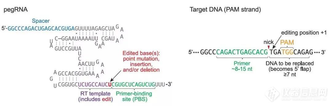 Nature Biotechnology综述，叩响CRISPR之门 -- 基因编辑进化史