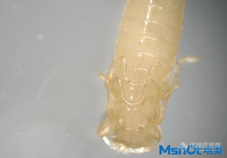 显微镜下的白蚁幼虫呈乳黄色