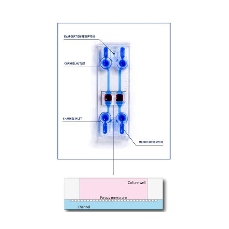 BEOnChip 细胞培养微流控芯片