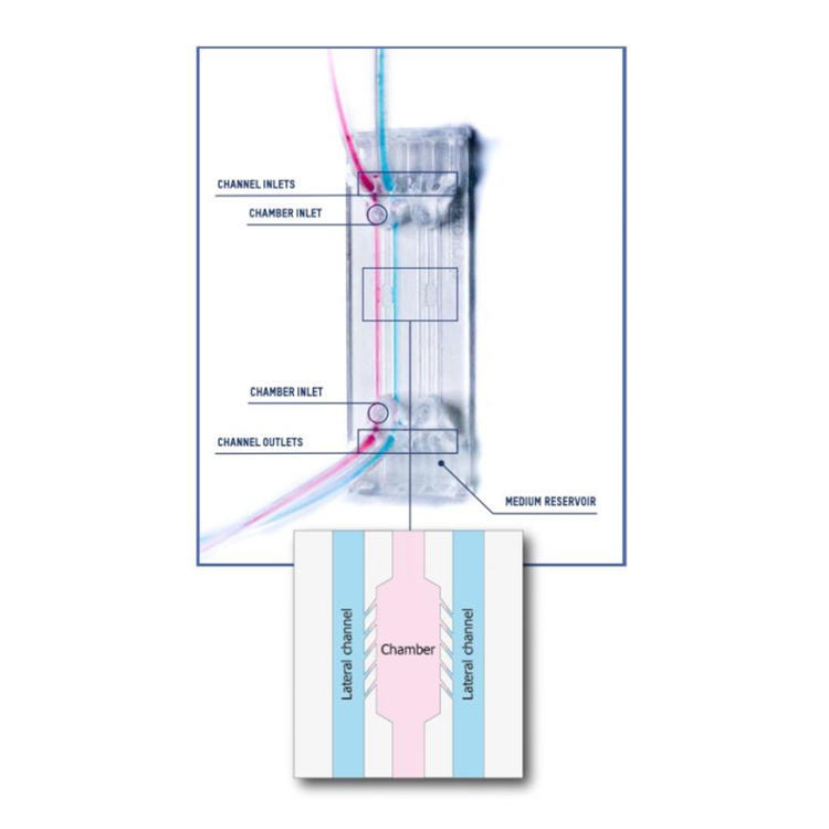 BEOnChip 细胞培养微流控芯片