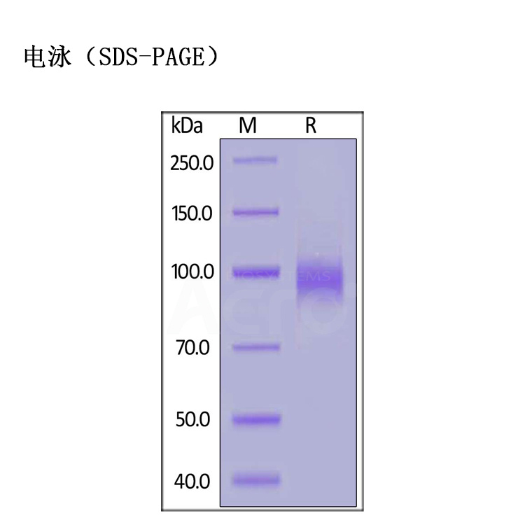 新冠棘突蛋白，Spike RBD靶点蛋白试剂盒