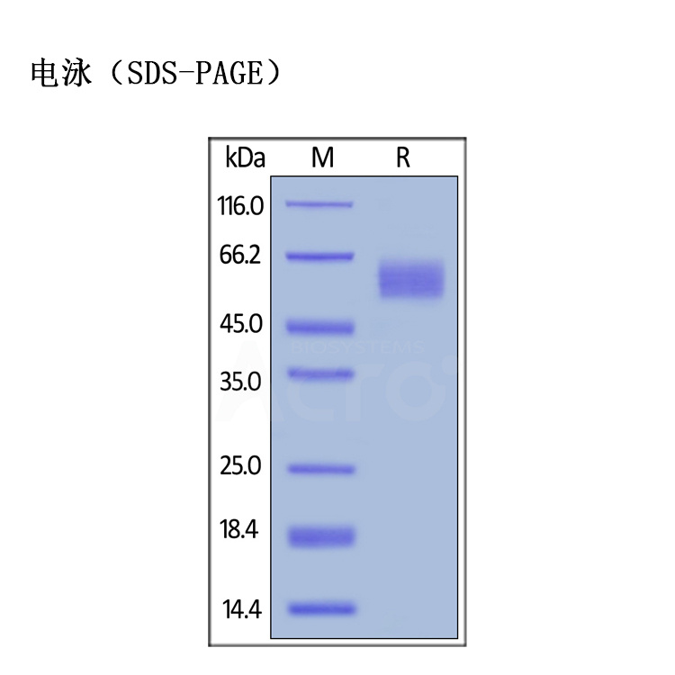 百普赛斯CD155/PVR抗原蛋白
