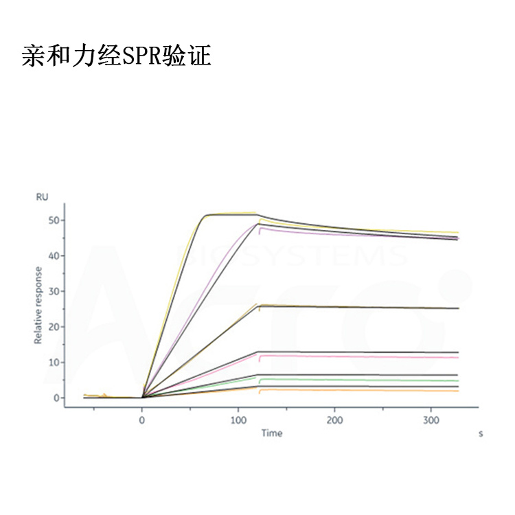 重组人IL-2RA&IL-2RB，白介素2受体蛋白 ACRO百普赛斯