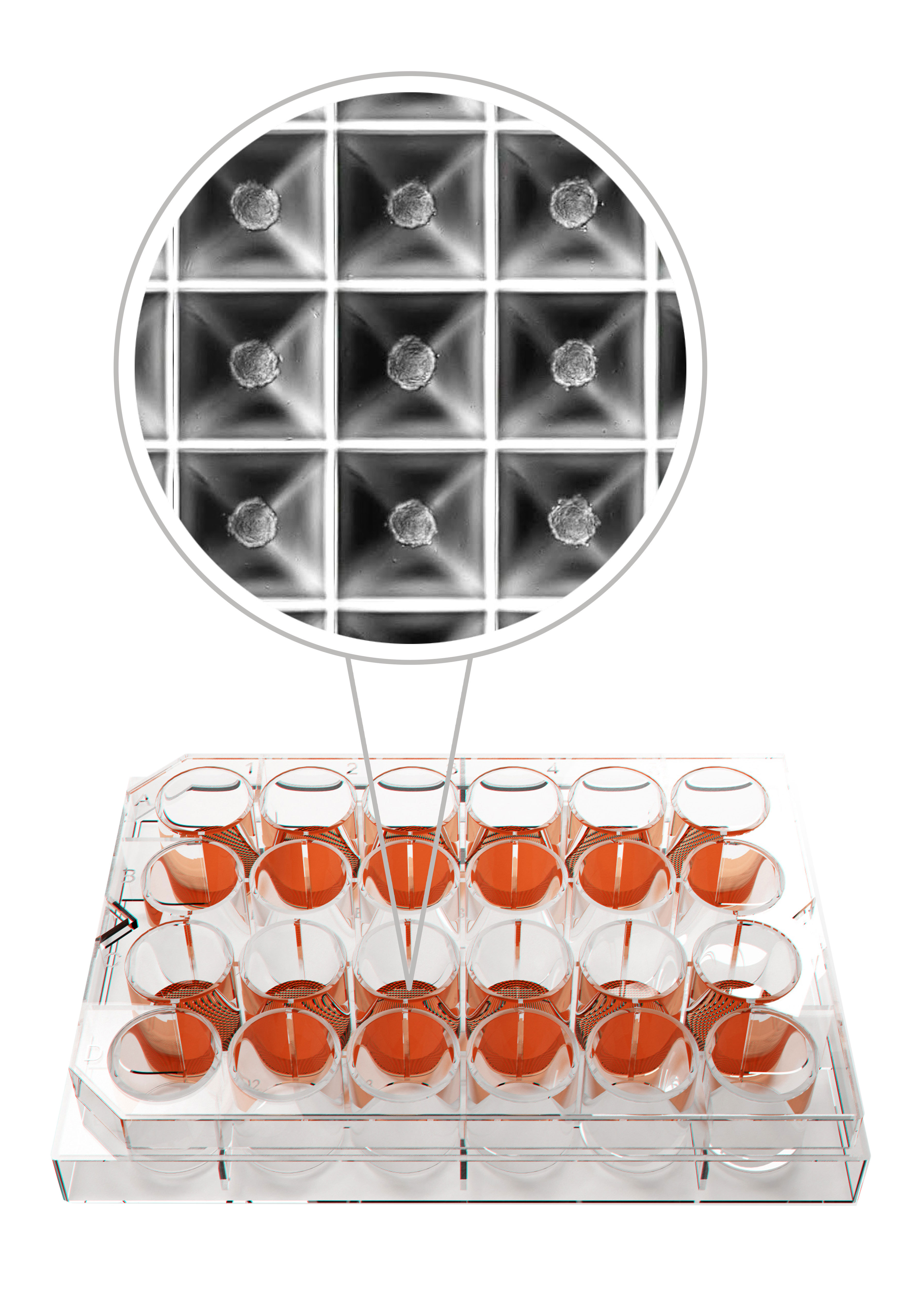 Heidolph Sphericalplate 5D? (SP5D)细胞培养板