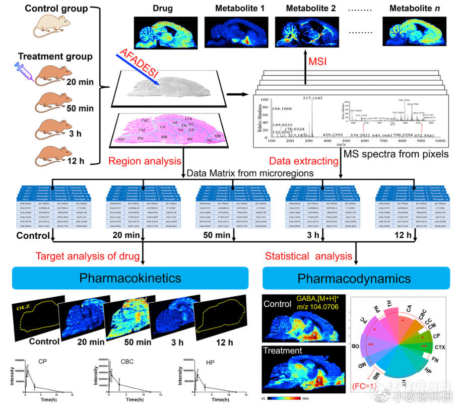 时空分辨药物代谢组学——中枢神经系统新药研发的可视化利器