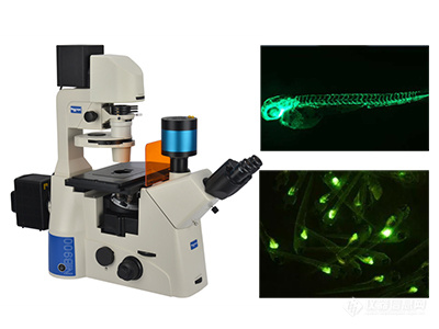 倒置荧光显微镜NIB910FL应用于斑马鱼研究工作
