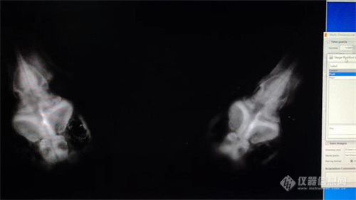 广州明慧电动研究型倒置荧光显微镜应用于斑马鱼研究工作