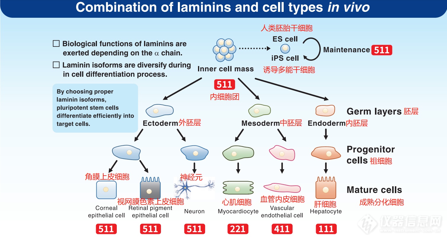 全新一代干细胞培养基(图4)
