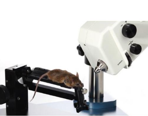 小动物视网膜影像系统