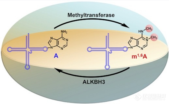 武汉大学袁必锋团队发现了一种新的RNA修饰