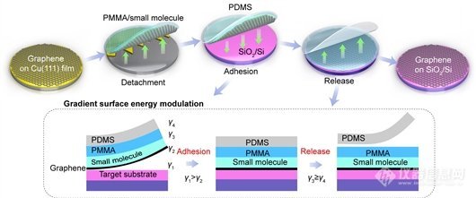 研究者设计梯度表面能调控的复合型转移媒介