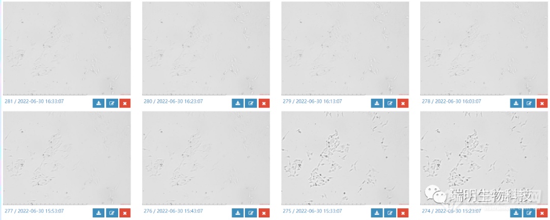 新品速递|瑞明生物发布微型活细胞监测系统,实现整机放入培养箱云端同步数据