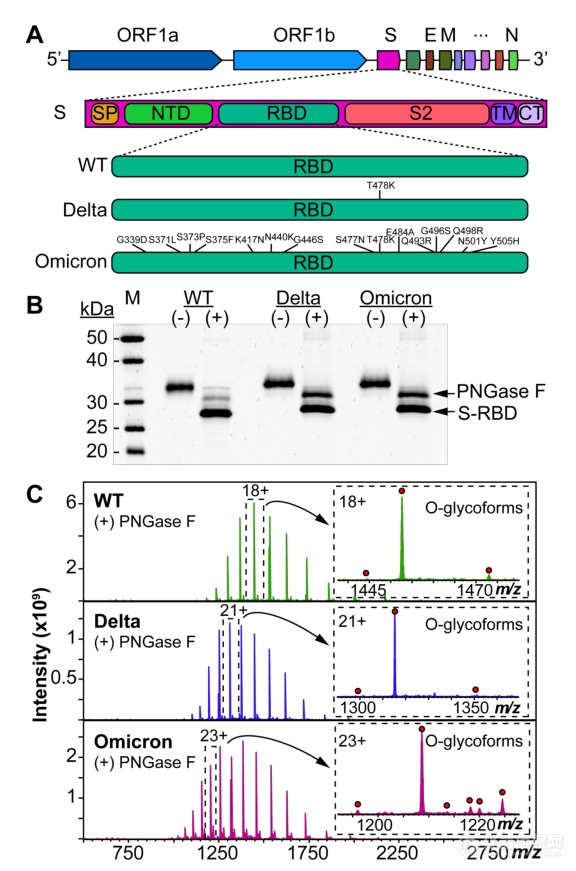 自上而下质谱揭示SARS-CoV-2 Omicron变异体棘突蛋白RBD的独特核心聚糖和O-糖型