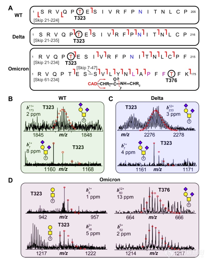 自上而下质谱揭示SARS-CoV-2 Omicron变异体棘突蛋白RBD的独特核心聚糖和O-糖型