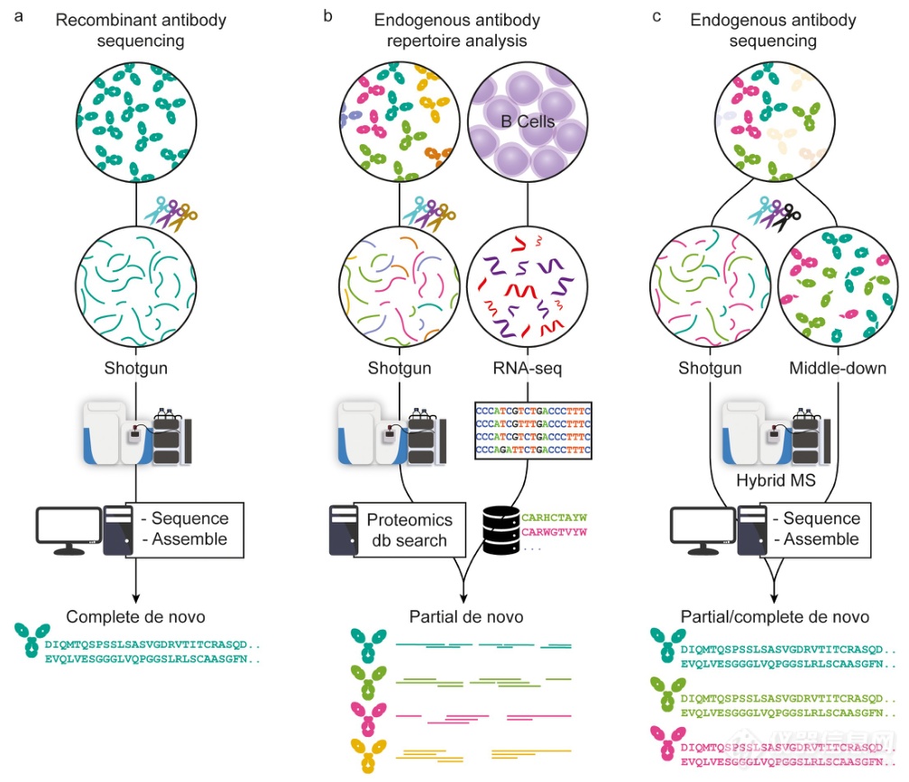 基于质谱的内源性抗体从头测序的展望