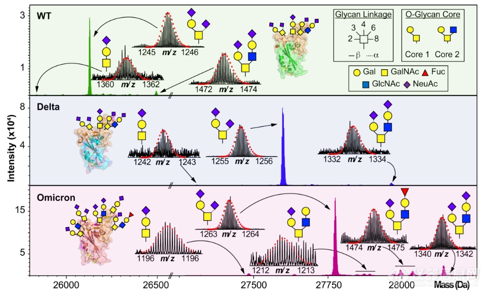 自上而下质谱揭示SARS-CoV-2 Omicron变异体棘突蛋白RBD的独特核心聚糖和O-糖型