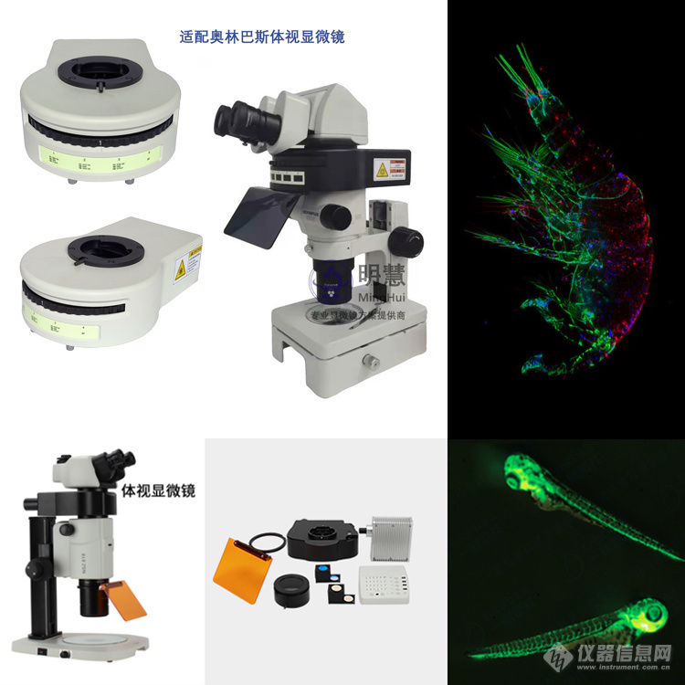 体视荧光显微镜用途 江门体视荧光显微镜