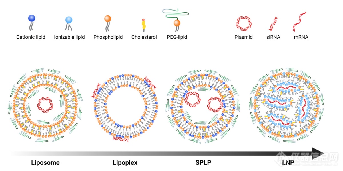 脂质纳米颗粒-4.png
