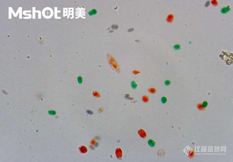 生物显微镜ML51-M观察染色酵母菌