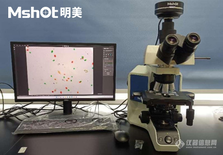 生物显微镜ML51-M观察染色酵母菌