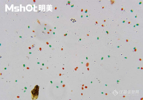 生物显微镜ML51-M观察染色酵母菌