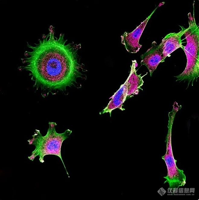 Confocal_imaging_small生物光化学.jpg