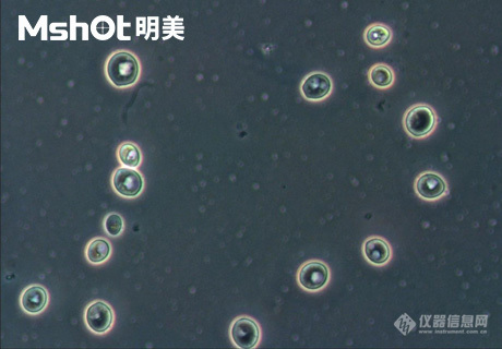 生物显微镜ML51-M观察染色酵母菌