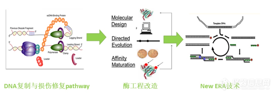 新一代恒温扩增|先达基因自主研发New ERA技术，助推现场化核酸即时检测