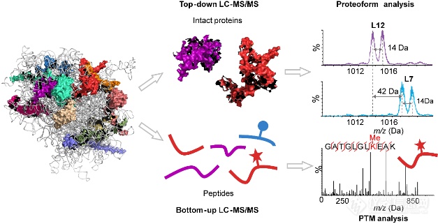 中山大学李惠琳团队成果：整合Top-down及Bottom-up蛋白质组学质谱表征核糖体蛋白异质性