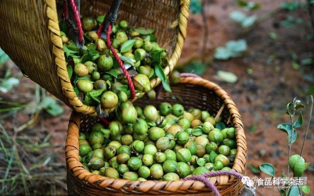 高光谱成像技术检测油茶果成熟度