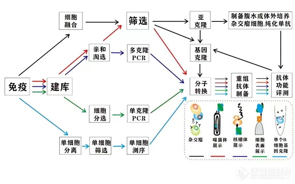 降本增效｜汉赞迪自动化解决方案助力单抗药开发