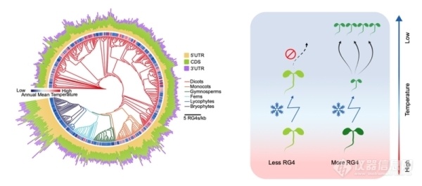 分子植物卓越中心等发现新型植物RNA低温感受器