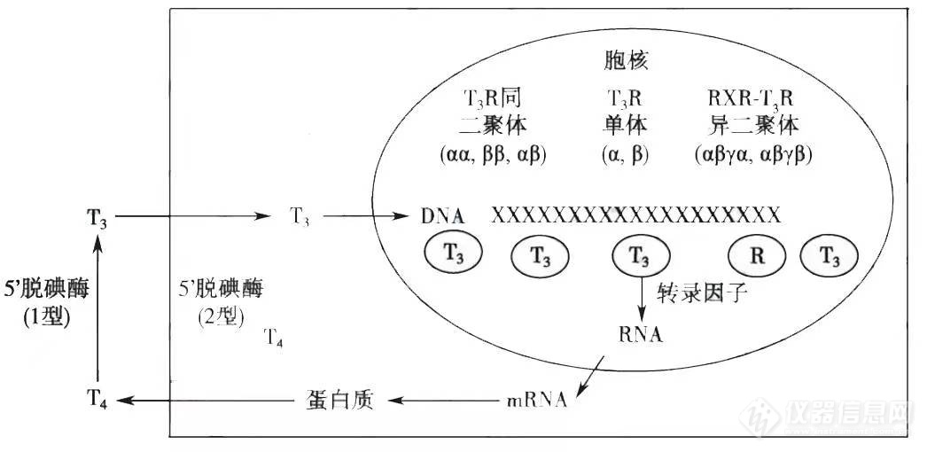 甲状腺是什么，你真的了解甲状腺疾病吗？｜科普系列（二）