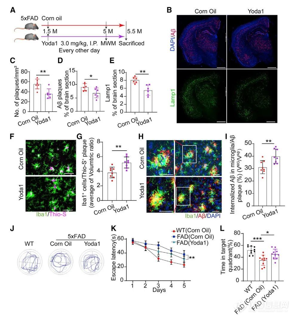 Neuron：Piezo1可作为AD治疗靶点！厦大莫玮教授团队揭示小胶质细胞感知Aβ斑块新机制