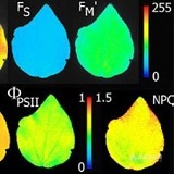 PlantScreen高通量植物表型成像分析系统（自动传送版）