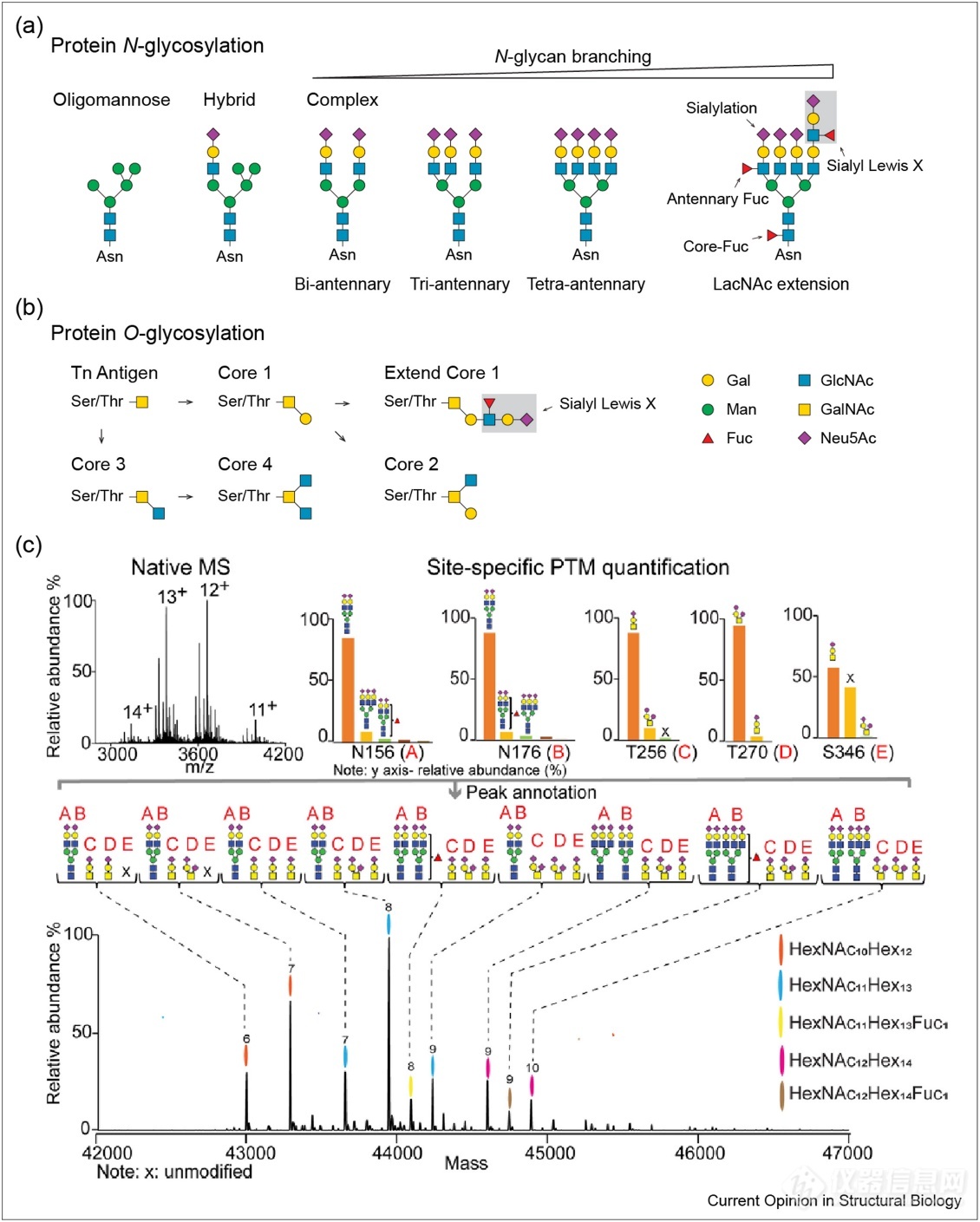 了解糖蛋白结构异质性和相互作用：来自native Mass的见解