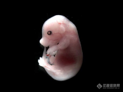 使用耐可视体视显微镜NSZ818观察的小鼠胚胎结构实拍图