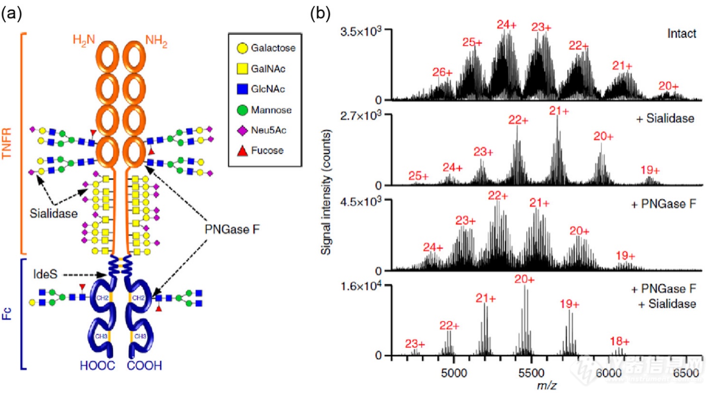 了解糖蛋白结构异质性和相互作用：来自native Mass的见解