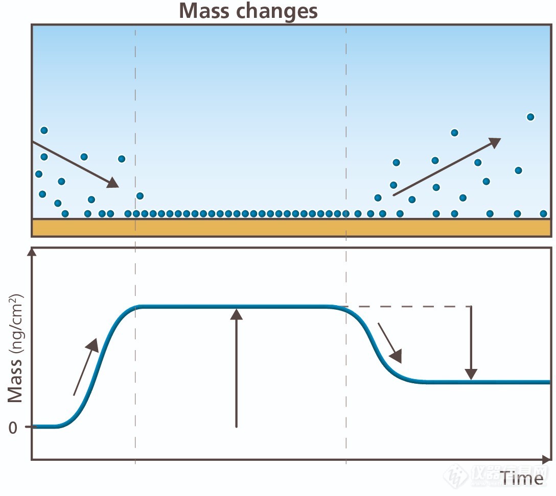 QSense Mass changes rates and amounts.jpg