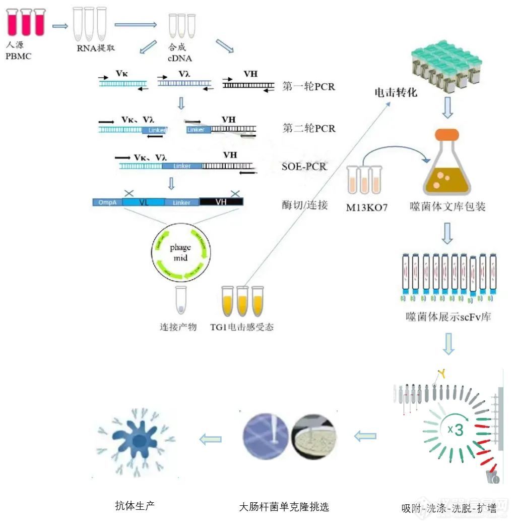 降本增效｜汉赞迪自动化解决方案助力单抗药开发