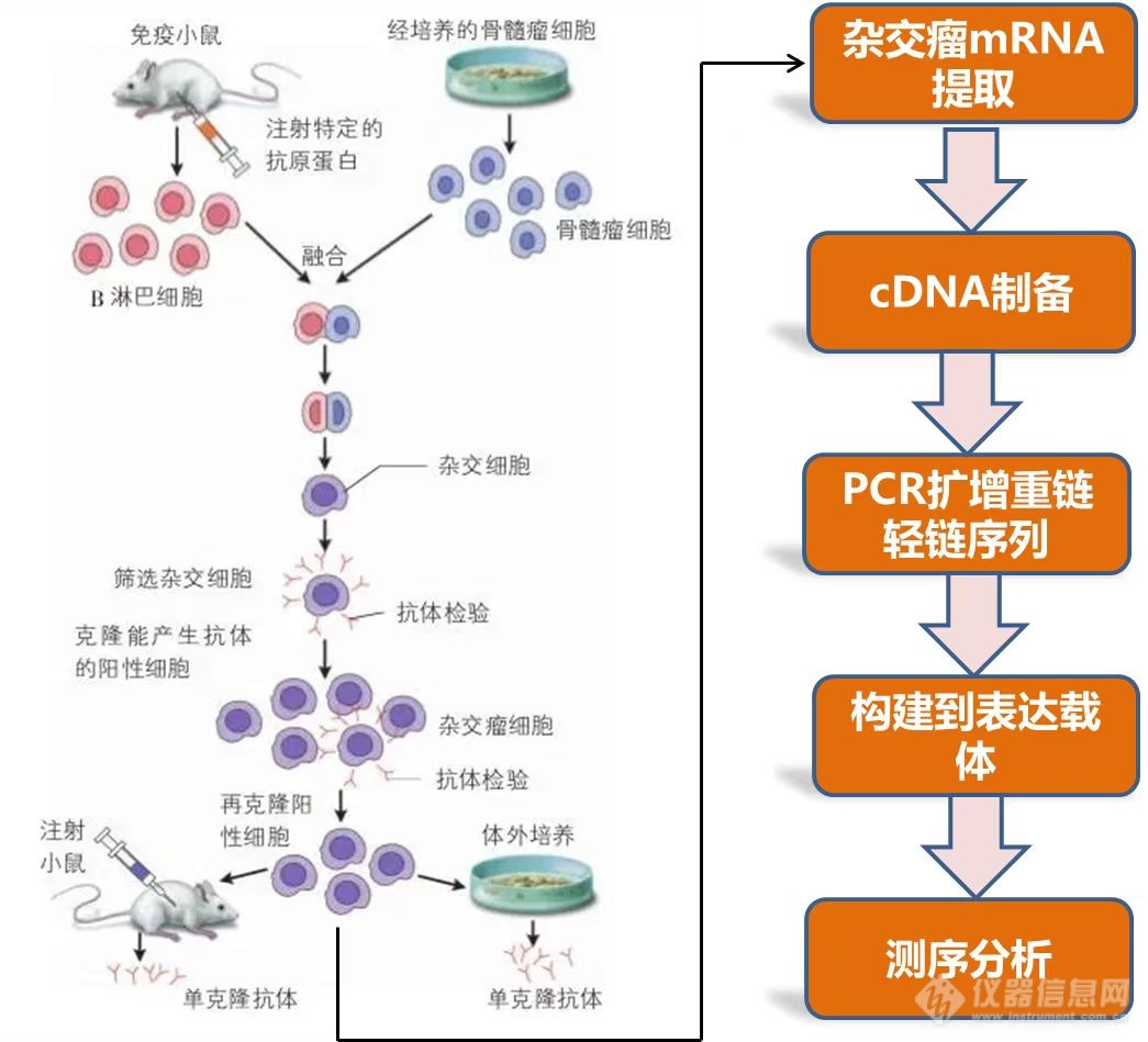 降本增效｜汉赞迪自动化解决方案助力单抗药开发