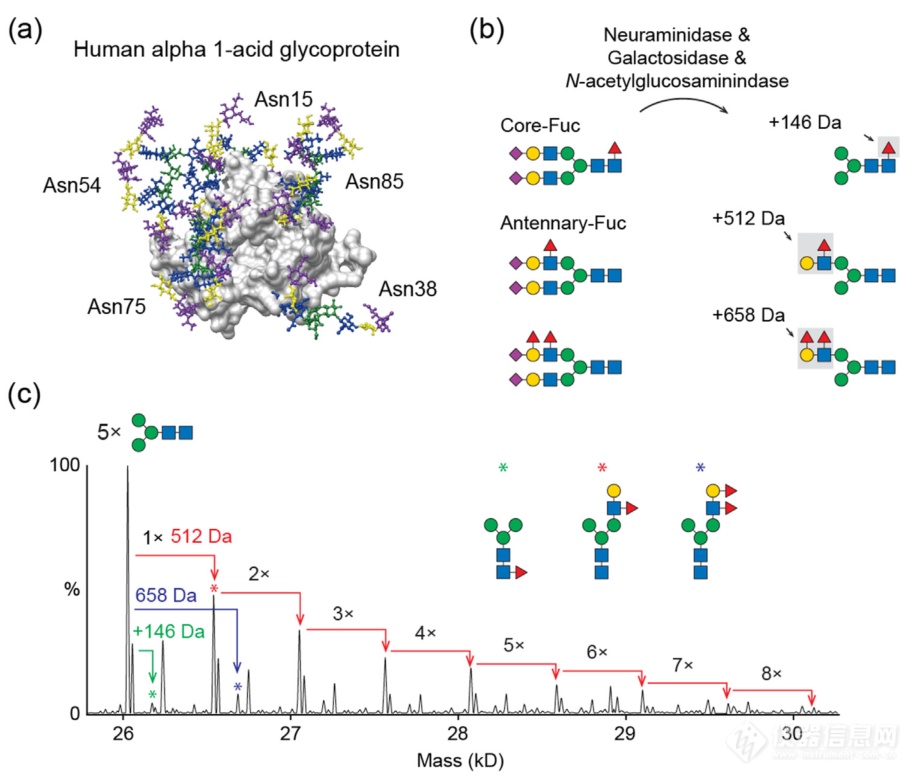 了解糖蛋白结构异质性和相互作用：来自native Mass的见解