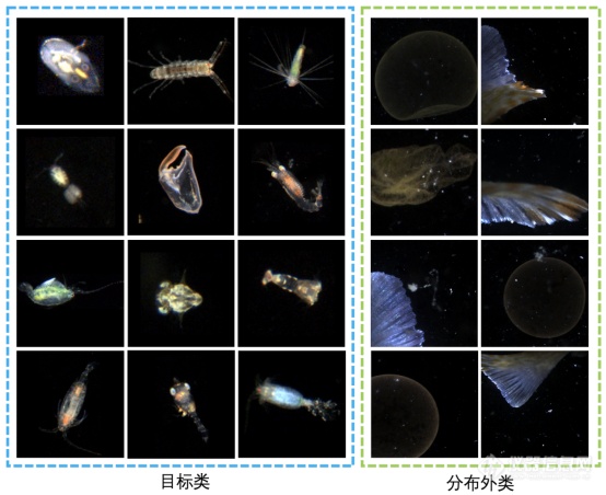 新型AI算法提升海洋浮游生物图像机器识别性能