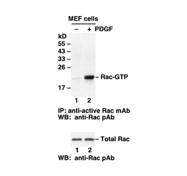 Rac-GTP 小鼠单克隆抗体/活性GTP酶抗体